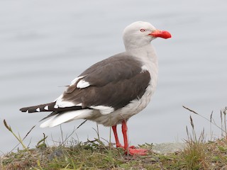  - Dolphin Gull