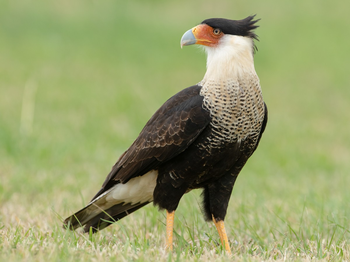 Crested Caracara - Caracara plancus - Birds of the World