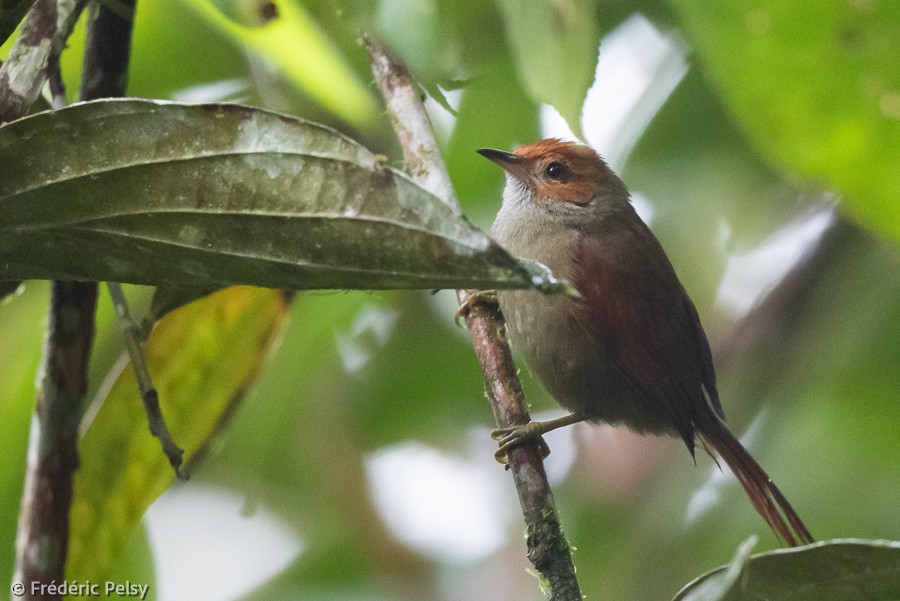 Red-faced Spinetail - Frédéric PELSY