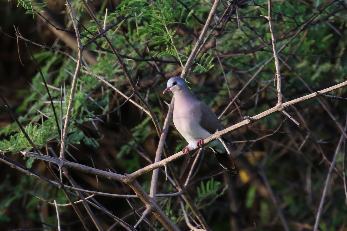 Blue-spotted Wood-Dove - ML398393991