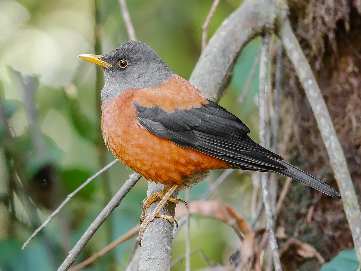 Chestnut Thrush - Turdus rubrocanus - Birds of the World