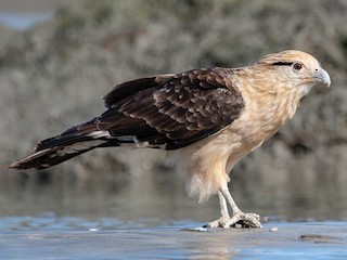 Yellow-headed Caracara - Daptrius chimachima - Birds of the World