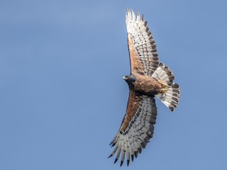  - Black-and-chestnut Eagle