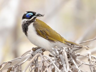  - Blue-faced Honeyeater