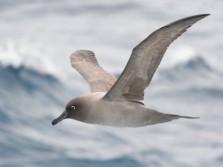 - Light-mantled Albatross