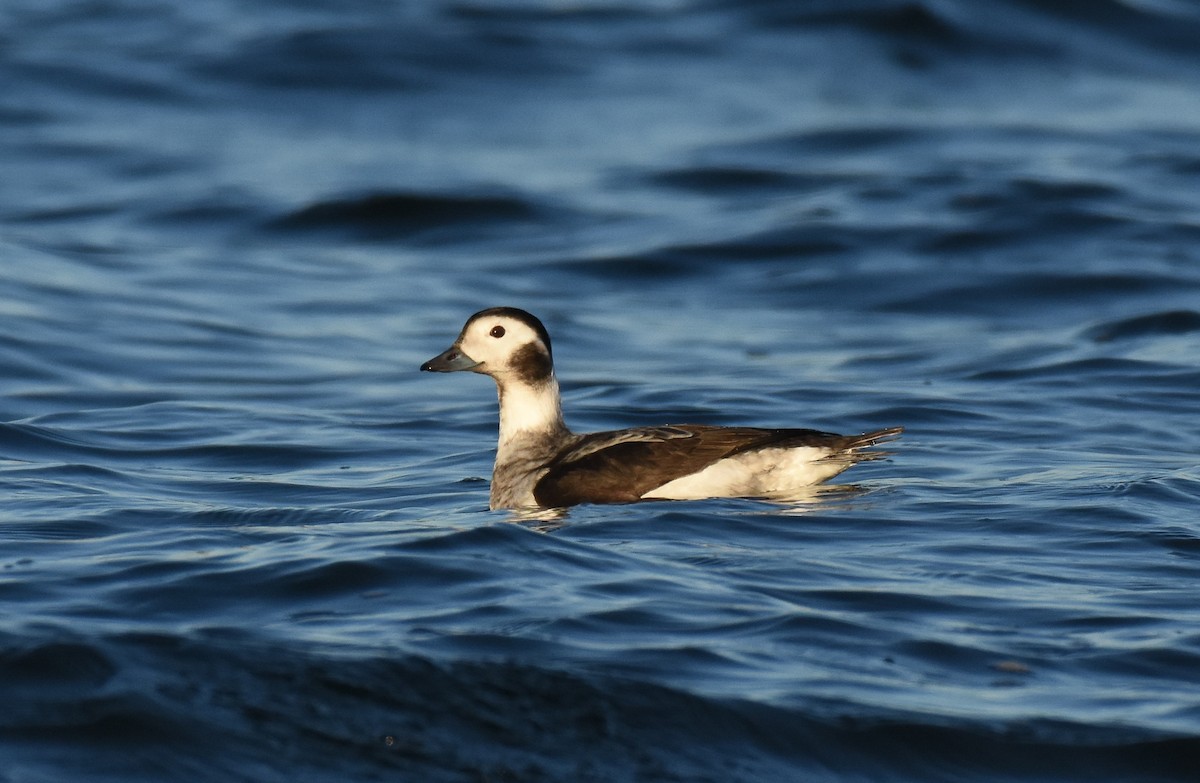 Long-tailed Duck - ML398401711