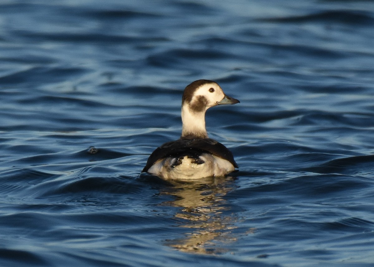 Long-tailed Duck - ML398401731