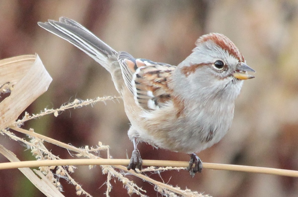 American Tree Sparrow - Lorraine Lanning