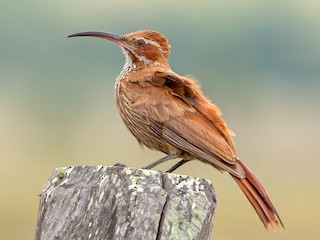  - Scimitar-billed Woodcreeper