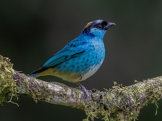  - Golden-naped Tanager