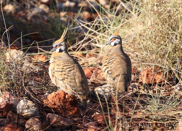 Spinifex Pigeon - ML39840711