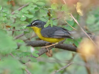  - Gray-and-gold Warbler