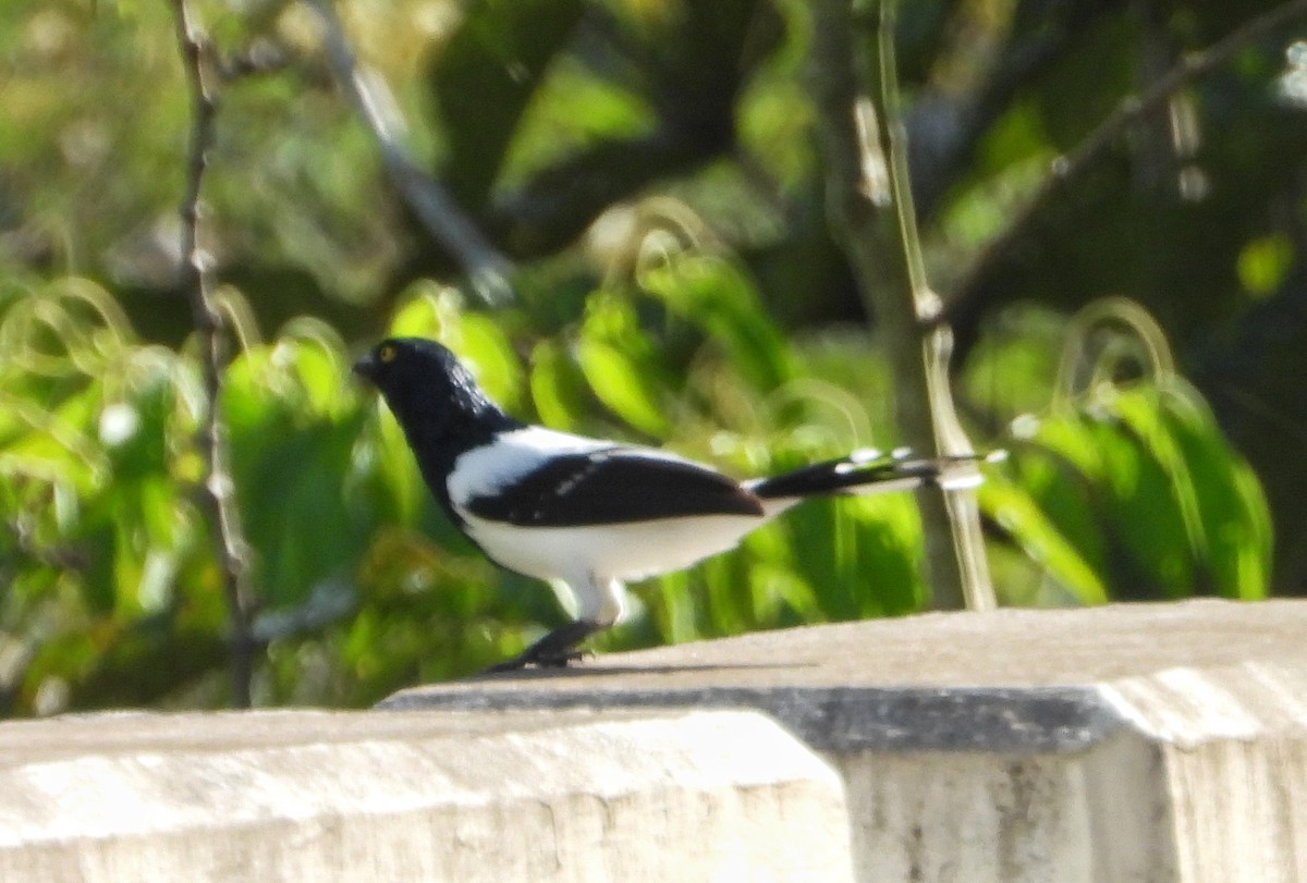 Magpie Tanager - ML398411961