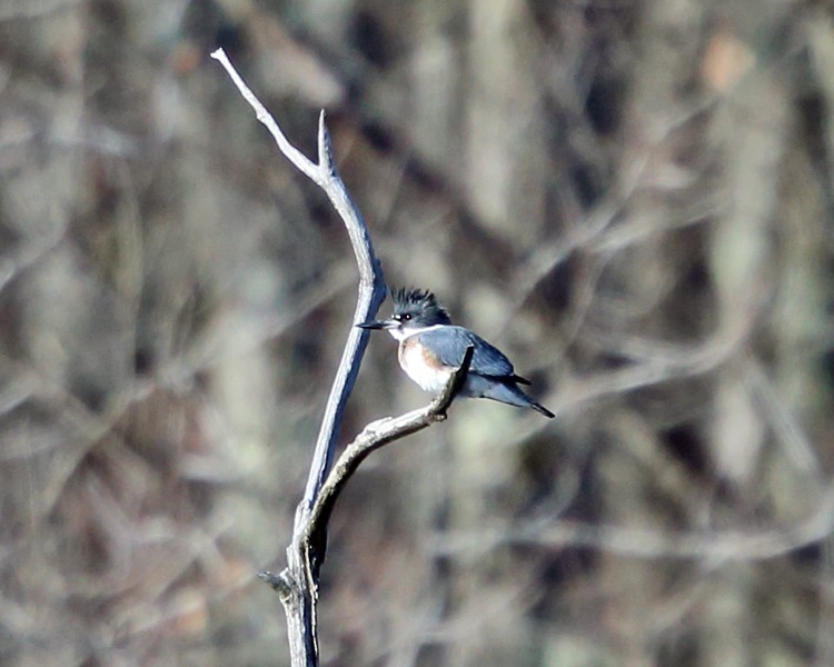 Belted Kingfisher - ML398412391