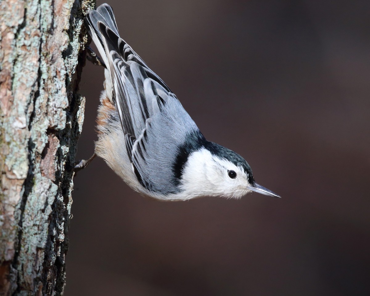 White-breasted Nuthatch - Tom Murray