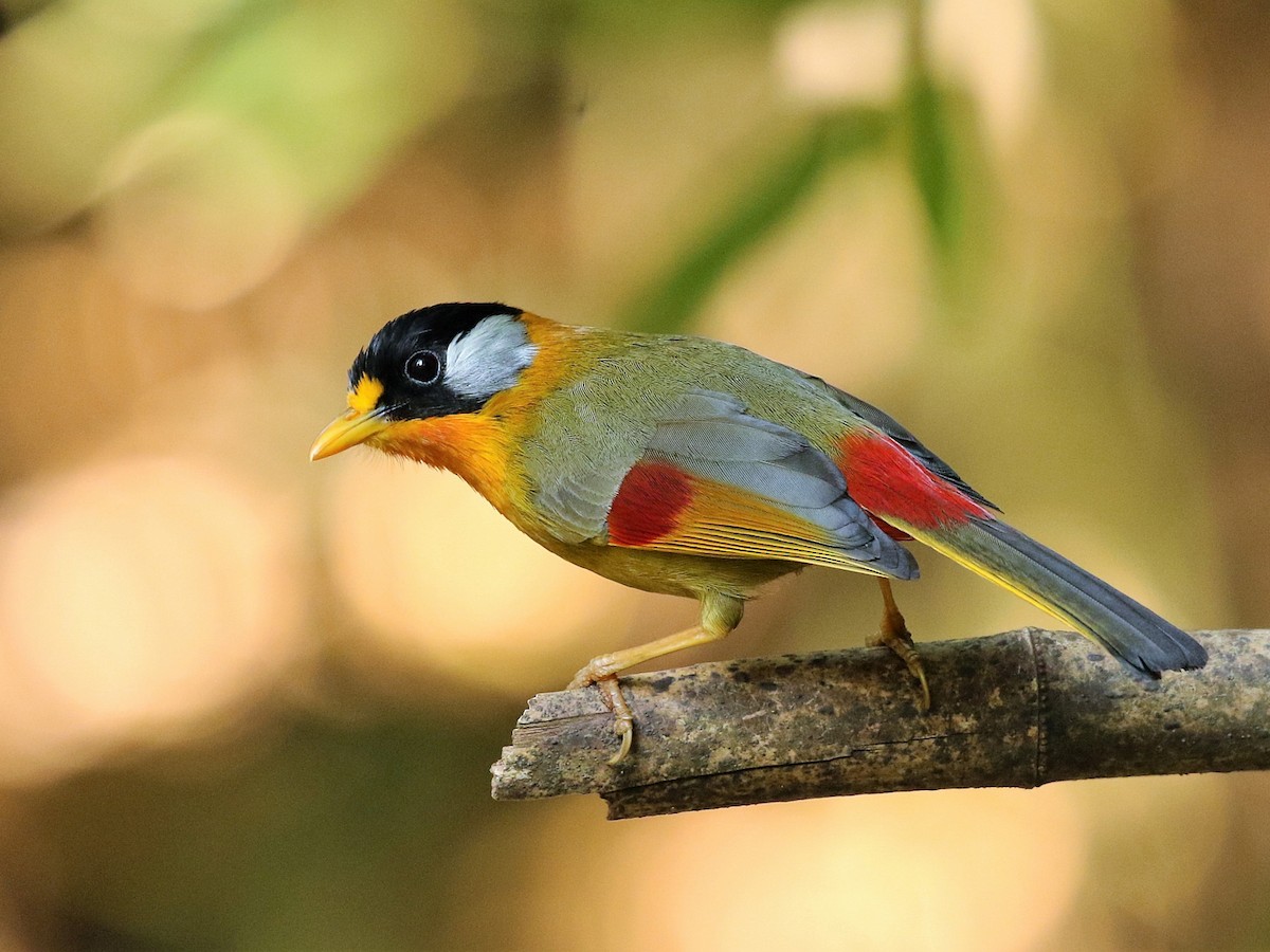 Silver-eared Mesia - eBird