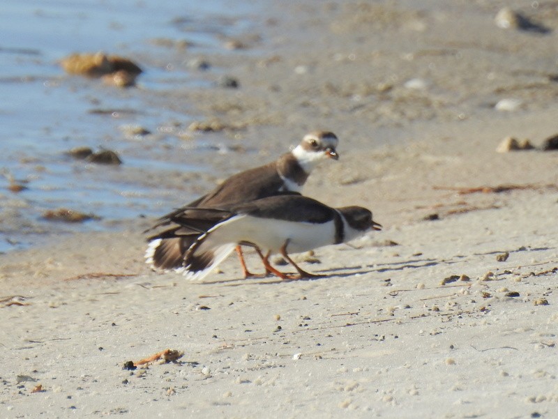 Semipalmated Plover - ML398415211