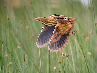  - Stripe-backed Bittern