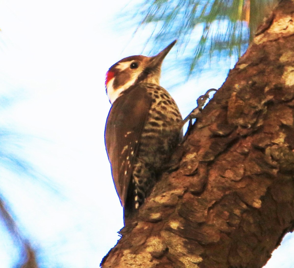 Arizona Woodpecker - FELIPE SAN MARTIN