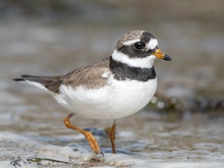  - Common Ringed Plover