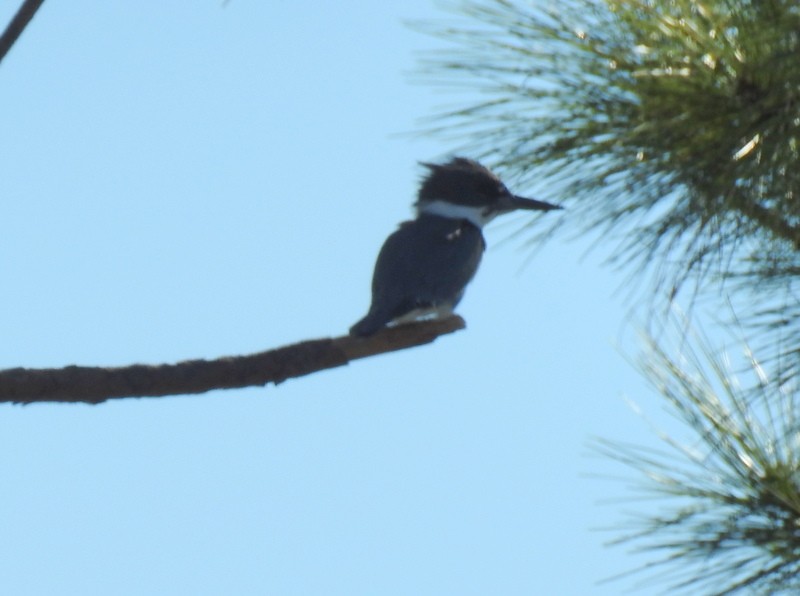 Belted Kingfisher - ML398417351