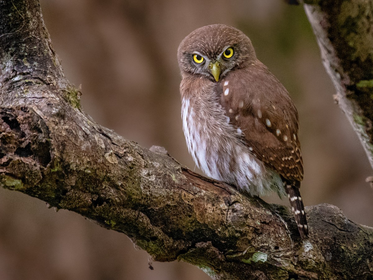 Ferruginous Pygmy-Owl - Glaucidium brasilianum - Birds of the World, image size:1200x900