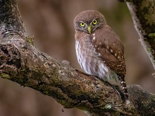  - Ferruginous Pygmy-Owl