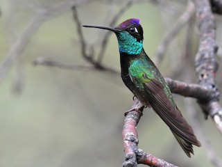  - Rivoli's Hummingbird