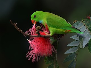 Philippine Hanging-Parrot - eBird