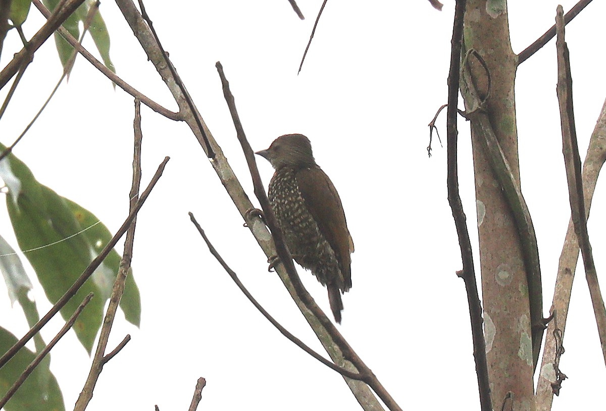 Buff-spotted Woodpecker - ML398420881