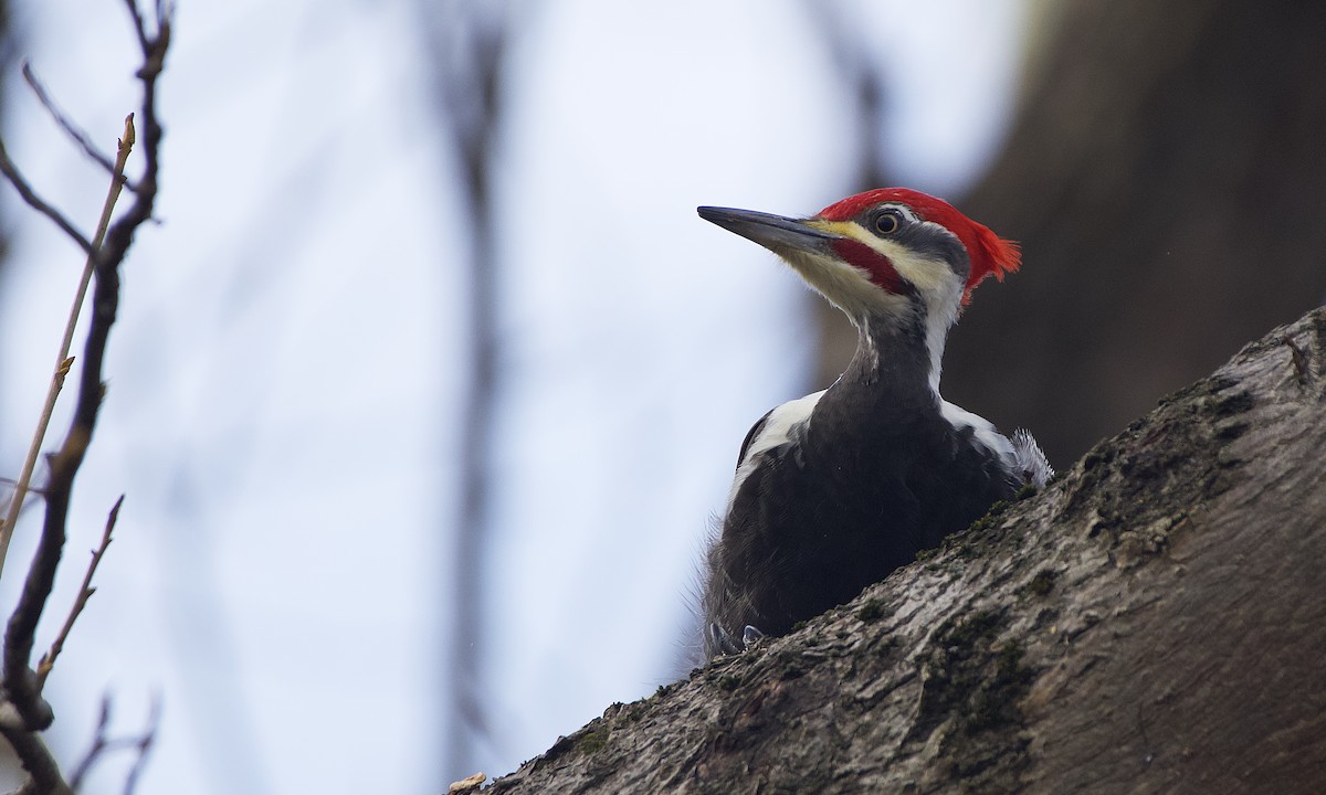 Pileated Woodpecker - Ben McGrew