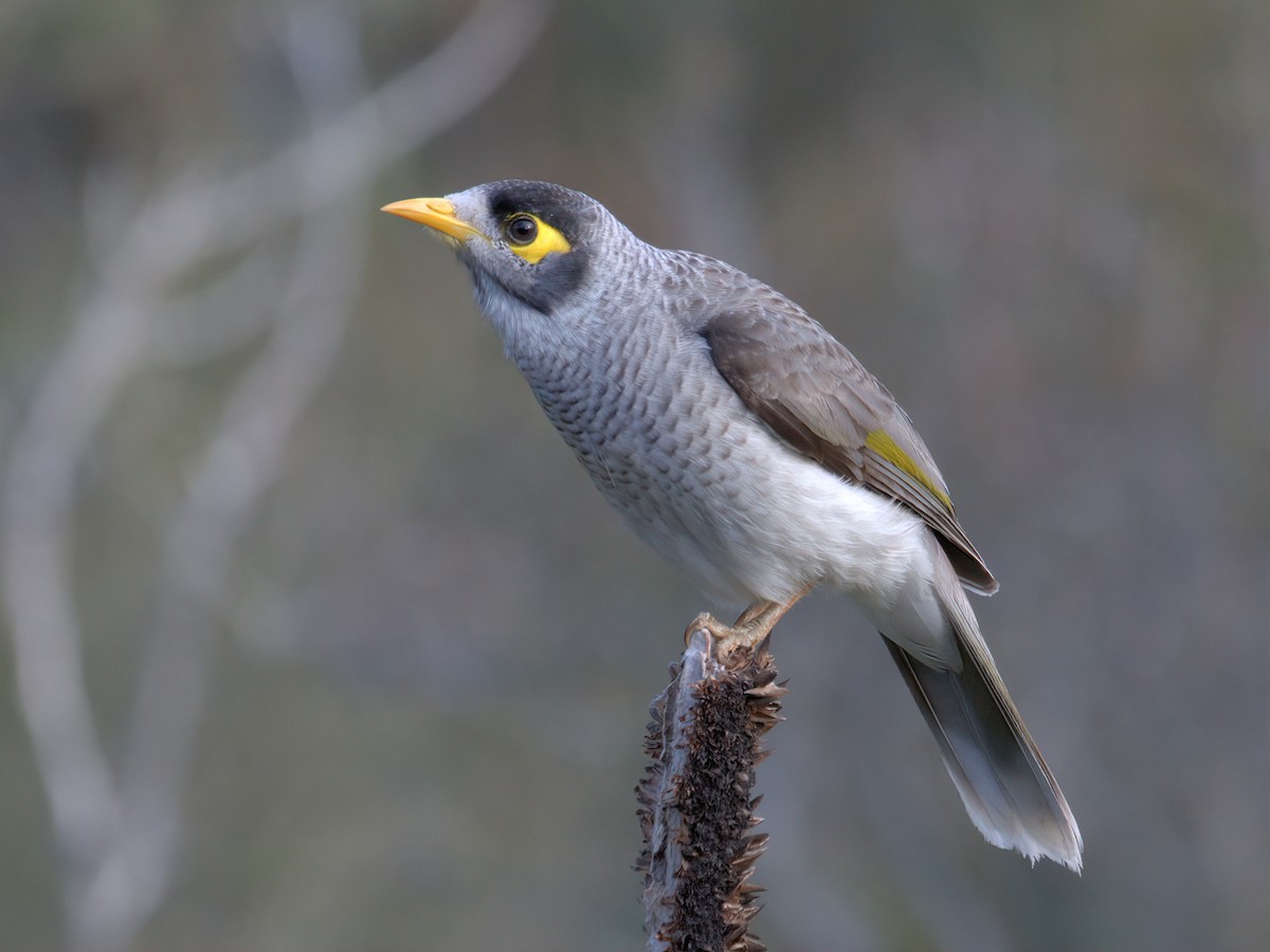 Noisy Miner Manorina melanocephala Birds of the World