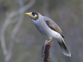  - Noisy Miner