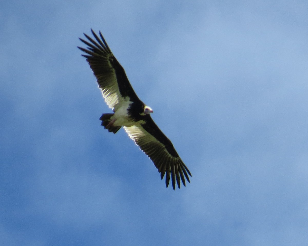 White-headed Vulture - Pam Campbell