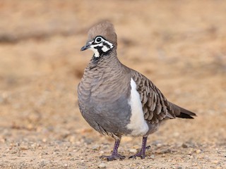  - Squatter Pigeon