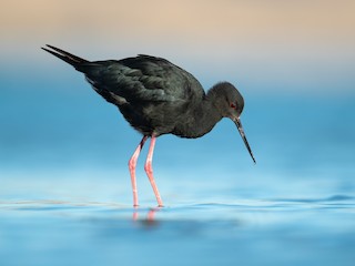  - Black Stilt