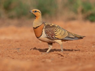  - Pin-tailed Sandgrouse