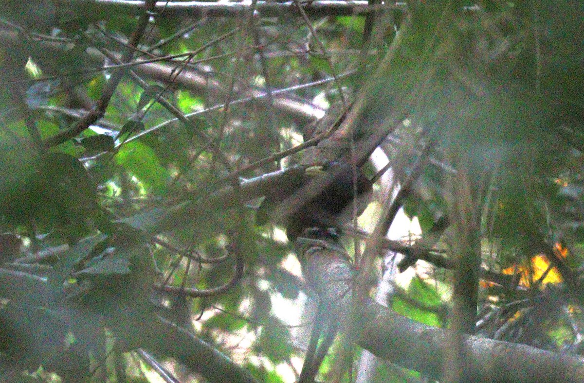 Capuchin Babbler (Black-crowned) - ML398431701