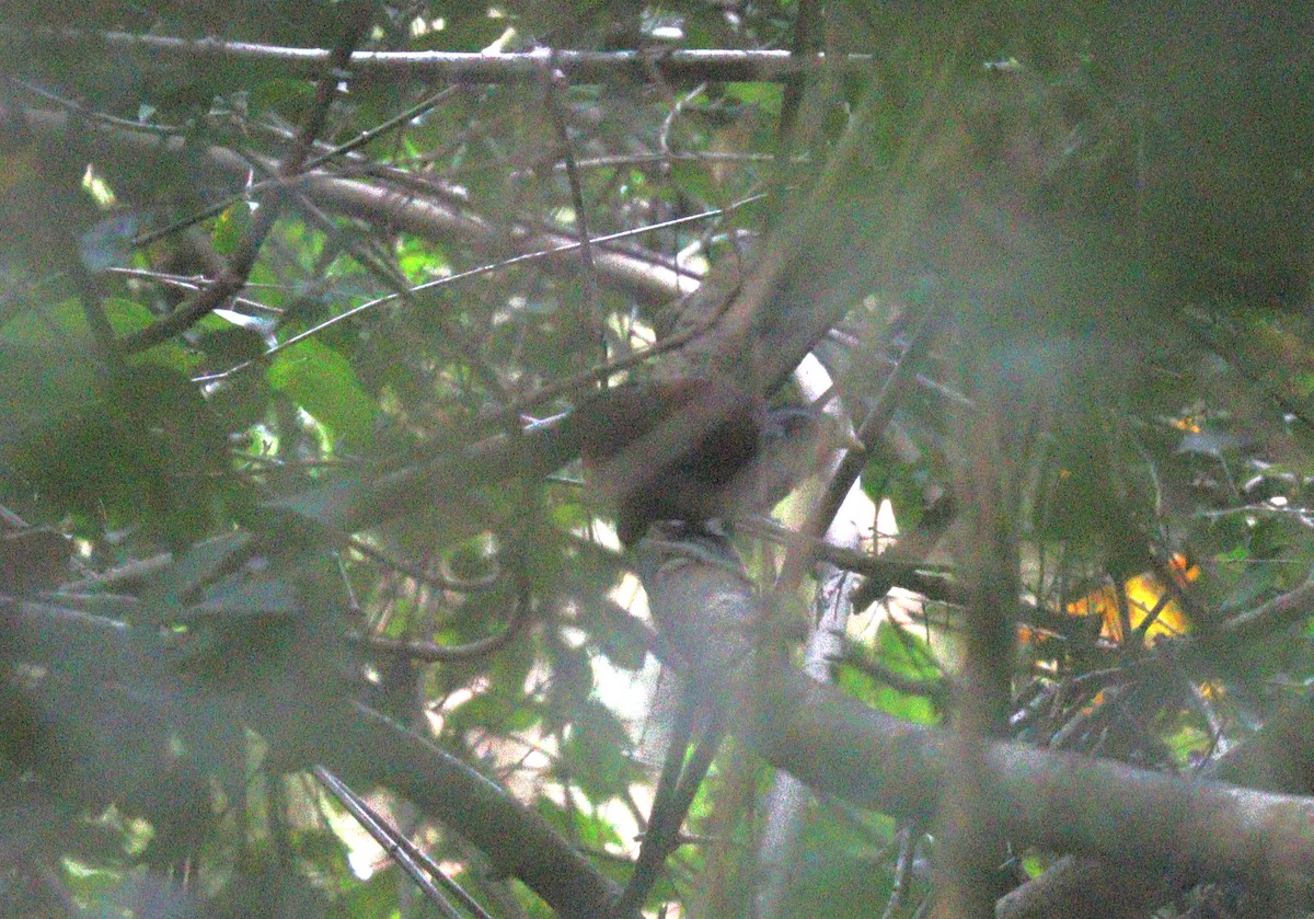 Capuchin Babbler (Black-crowned) - Wayne Paes