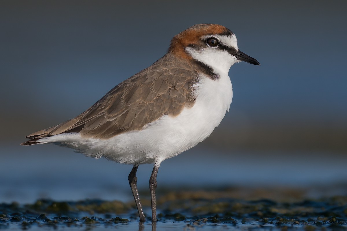 Red-capped Plover - ML398432471