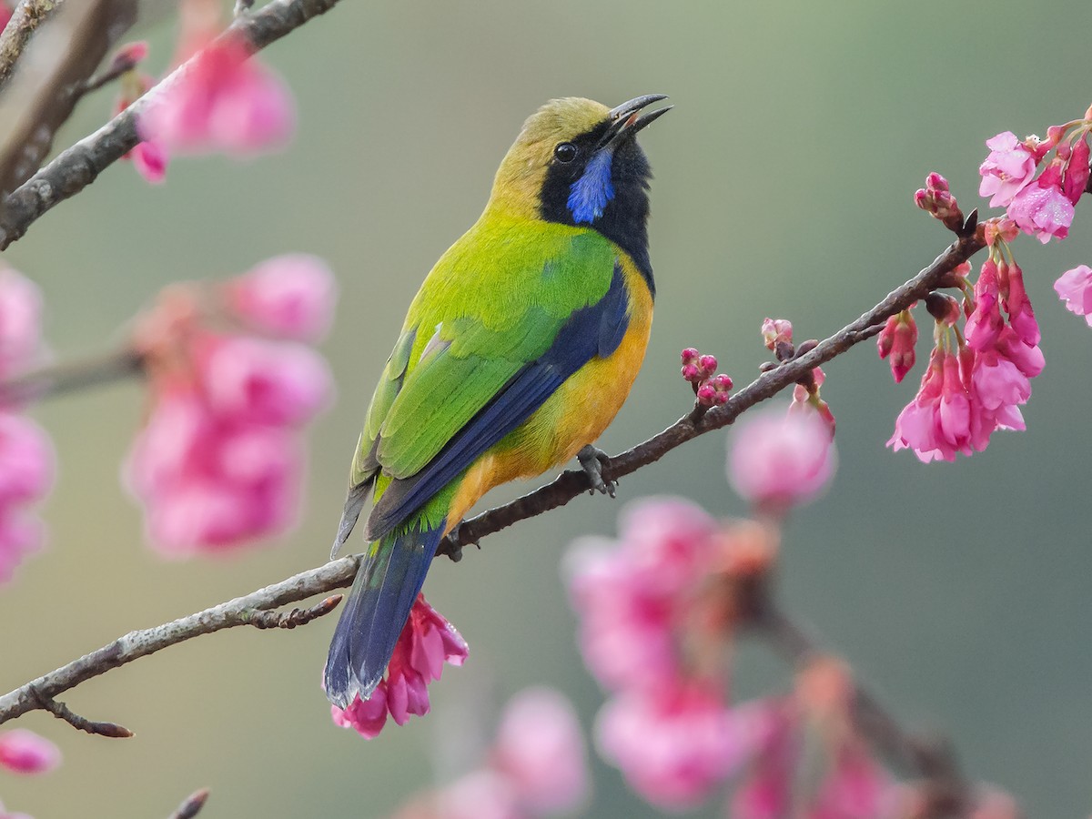 Orange-bellied Leafbird - eBird