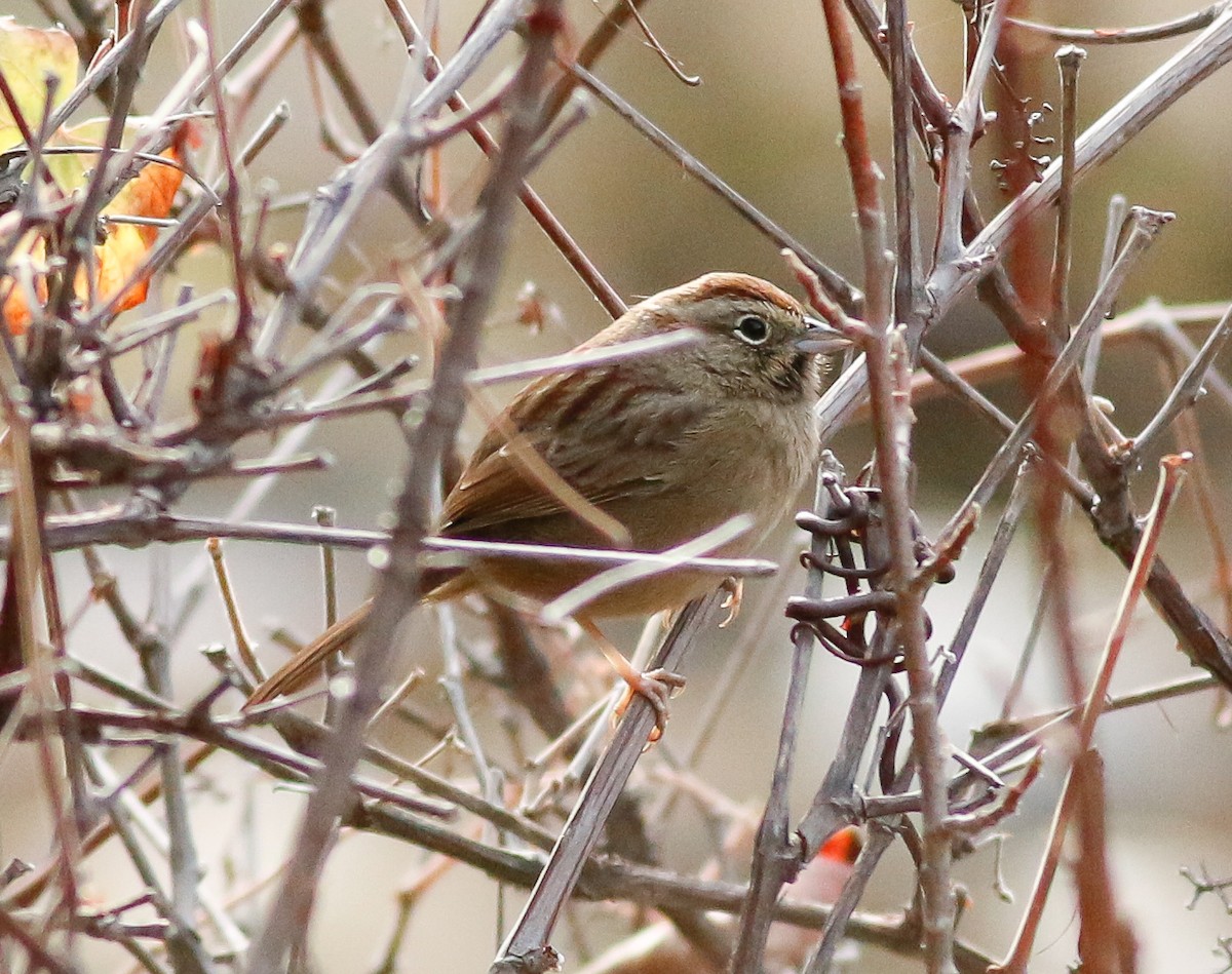 Rufous-crowned Sparrow - Kirk Swenson