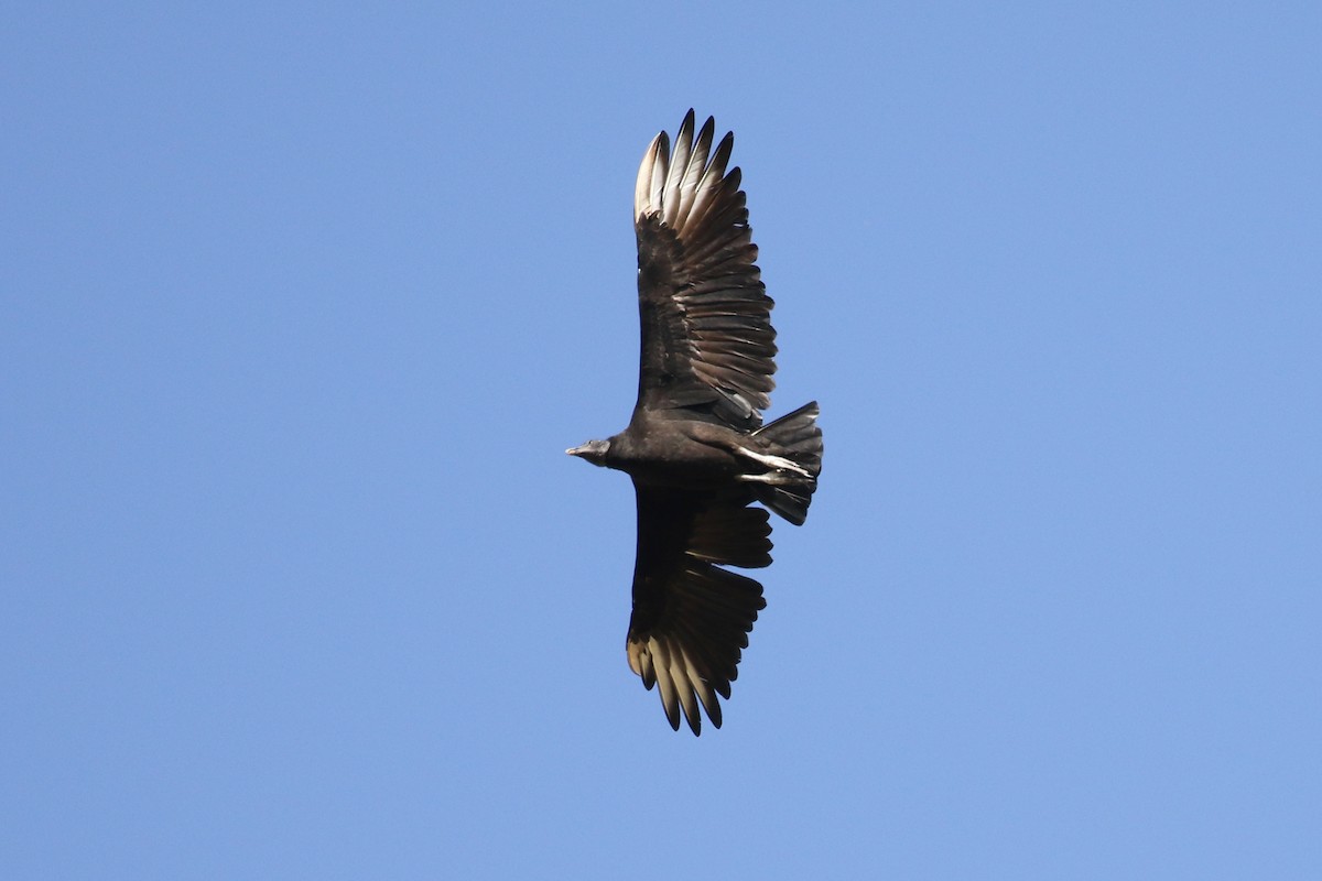 Black Vulture - ML398435811