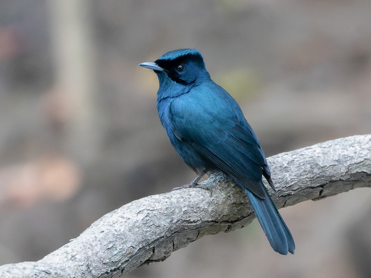 Shining Flycatcher - Myiagra alecto - Birds of the World