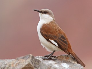  - White-bellied Cinclodes