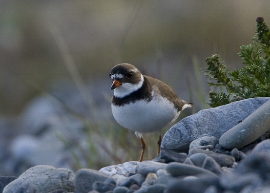 Semipalmated Plover - ML398446601