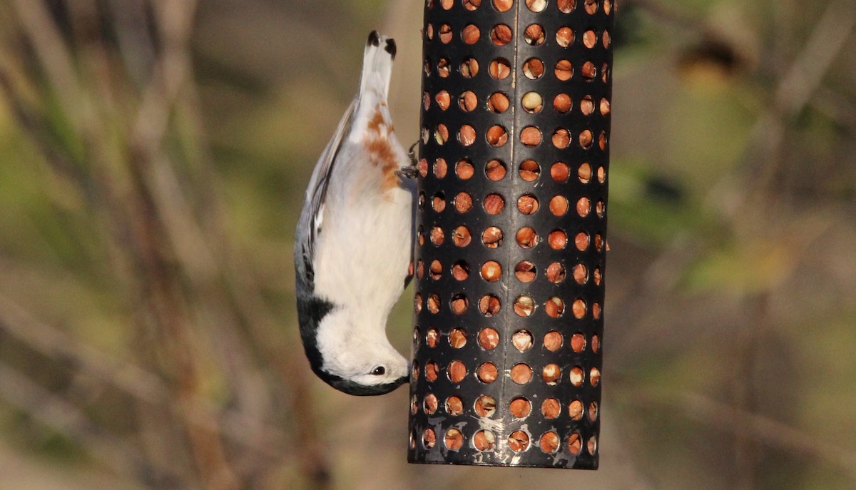 White-breasted Nuthatch - ML39844811