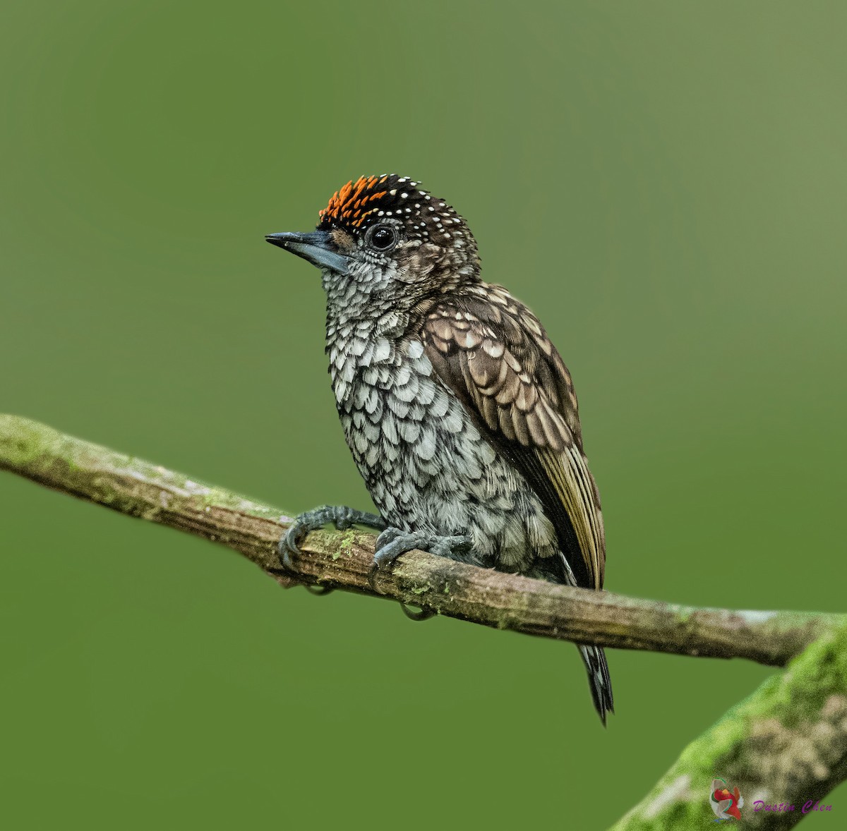 Scaled Piculet - ML398449281