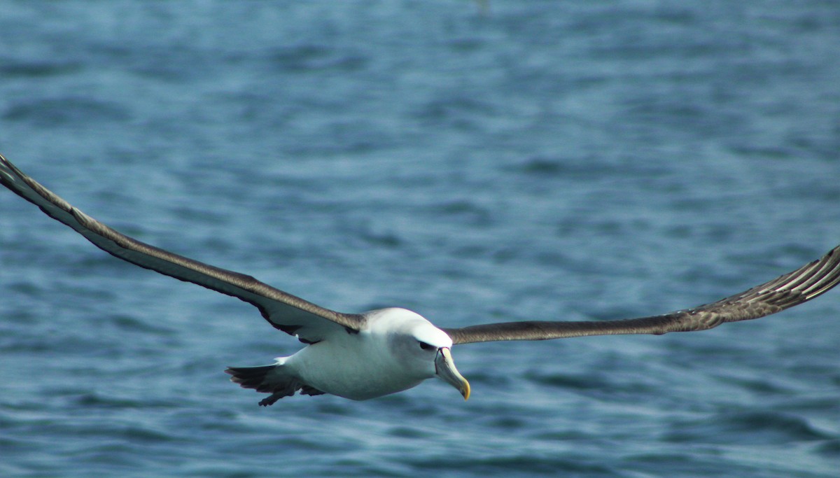 White-capped Albatross - ML39844991