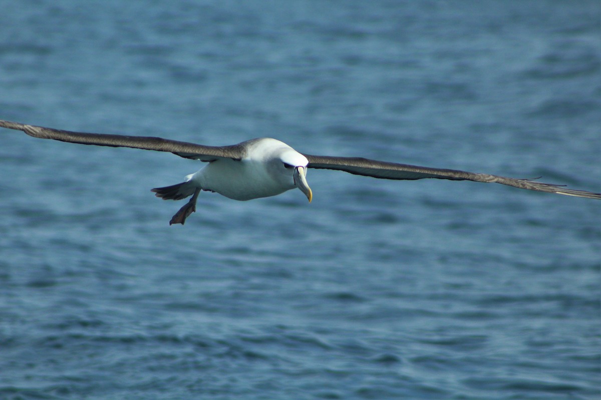White-capped Albatross - ML39845001